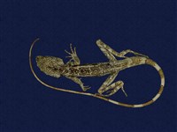 藏品(斯文豪氏攀蜥)的圖片